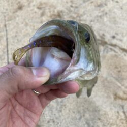 サカマタシャッドで