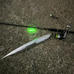タチウオ