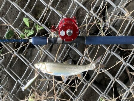 トップウォーターウグイング(いわき市)
