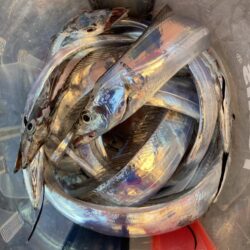 朝マズメの太刀魚調査で13匹GET