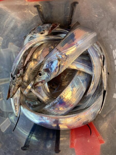 朝マズメの太刀魚調査で13匹GET
