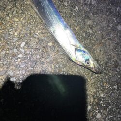 2年ぶりの太刀魚