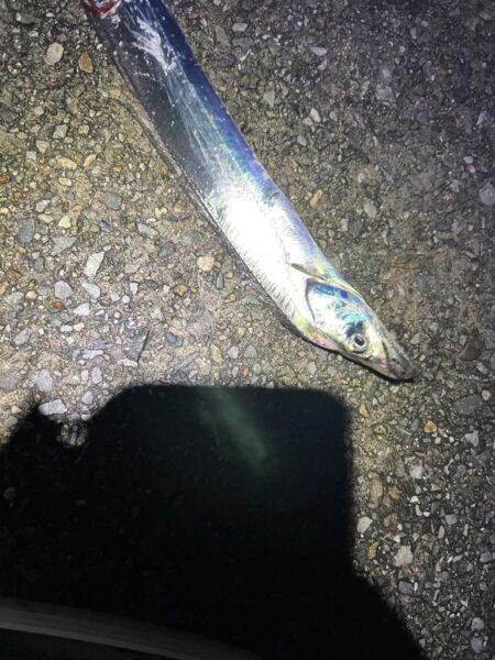 2年ぶりの太刀魚
