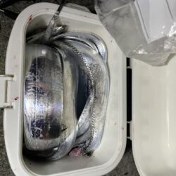 夕まずめ長く絶好調