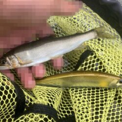 シャッドラップ炸裂！拾い釣りアユイング (…