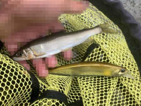 シャッドラップ炸裂！拾い釣りアユイング (北茨城市)