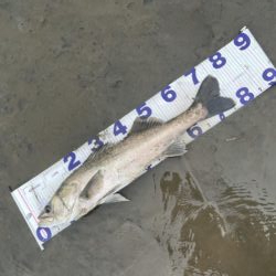 1か月ぶりのシーバス釣行