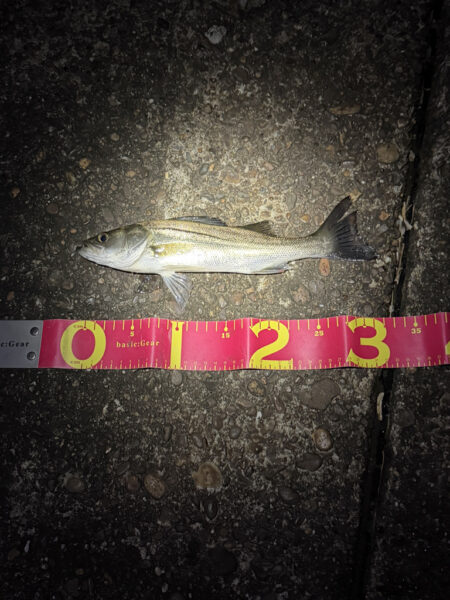 連釣したが、、、サイズが上がらず