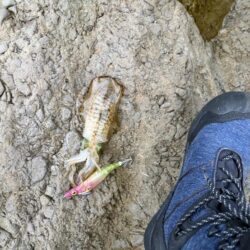 エギング秋の醍醐味かちまさんと