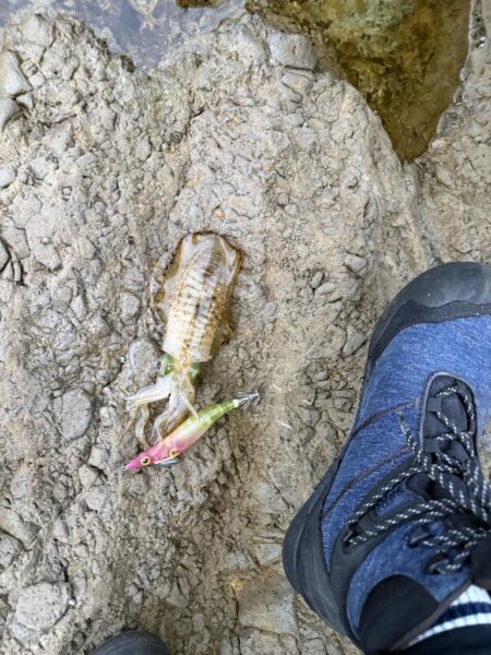 エギング秋の醍醐味かちまさんと