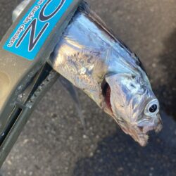 朝の太刀魚調査で14匹GET