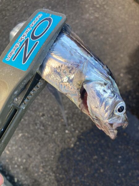 朝の太刀魚調査で14匹GET