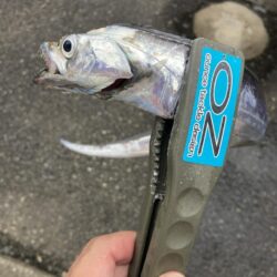 朝のデイ太刀魚調査で7匹GET