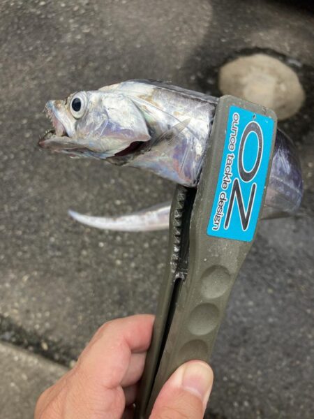 朝のデイ太刀魚調査で7匹GET