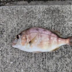 エビ撒きで五目釣り