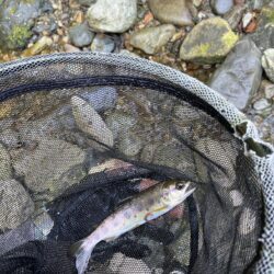 ラスト?渓流