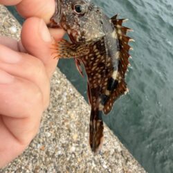 再びカワハギ