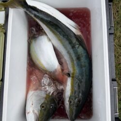 初めてのノマセ釣り