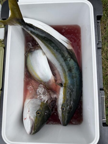 初めてのノマセ釣り