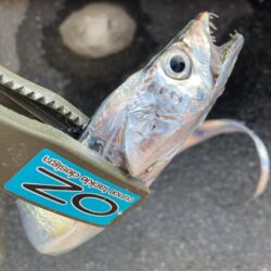 朝マズメの太刀魚調査で3匹GET