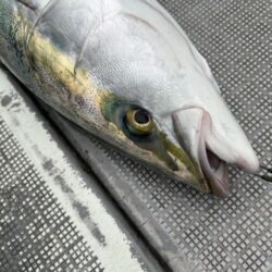 加太の青物はよくひきます。