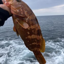 京丹後ライトロックショアジギング。アコウ。