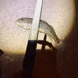 アジングでハゼ