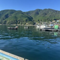 チヌ釣り