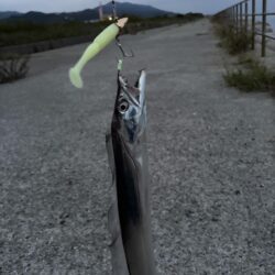 タチウオ 爆釣