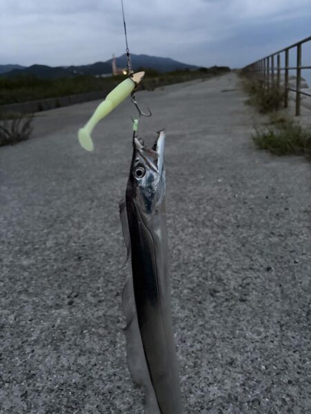 タチウオ 爆釣