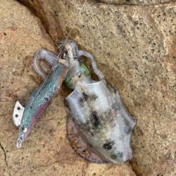 エギング、根魚