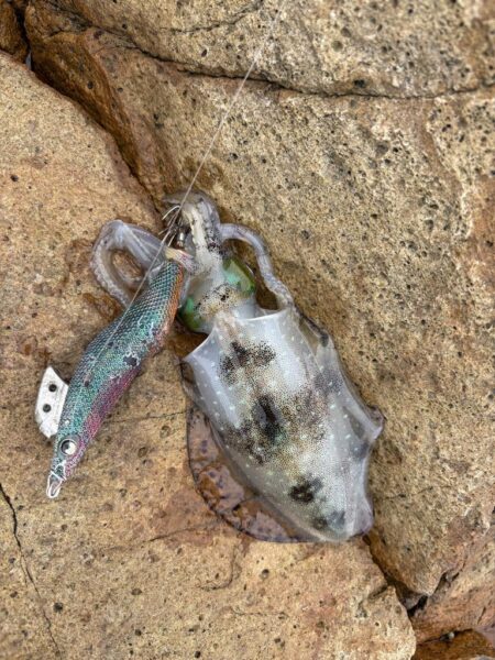 エギング、根魚