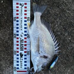 青物はまだですか?