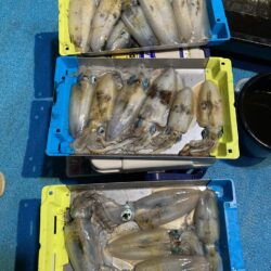 日本海ティップラン