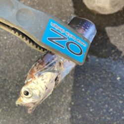 朝の太刀魚調査で4匹GET