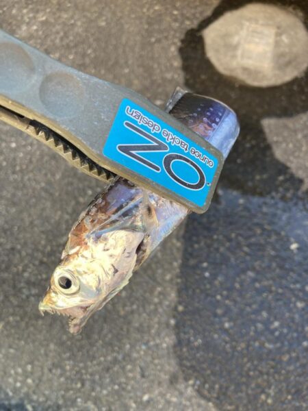 朝の太刀魚調査で4匹GET