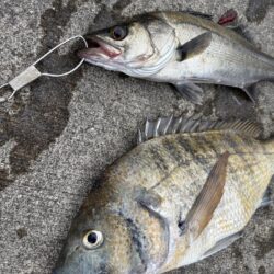 秋の涼しい朝にエビ撒き