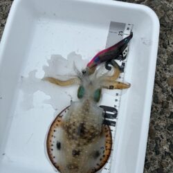 トンカツ食べたい