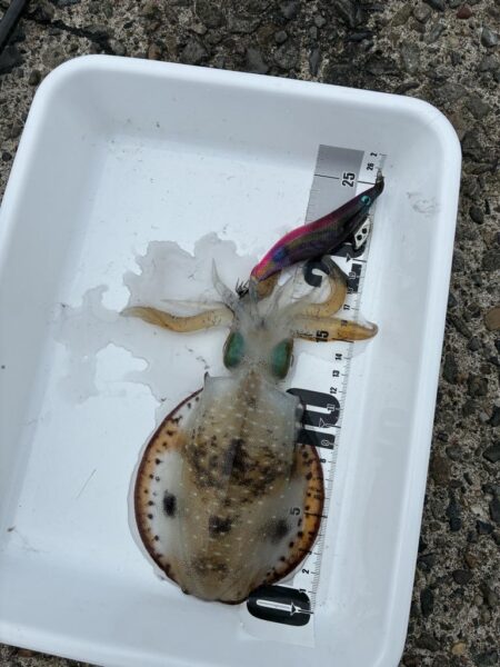 トンカツ食べたい