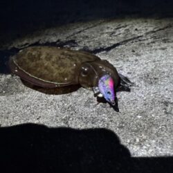 鳥を取って、魚を釣って行くゥ4nd