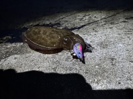鳥を取って、魚を釣って行くゥ4nd