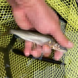 激渋を粘り勝ち！昼下がりのアユイング (北茨城市)