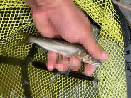激渋を粘り勝ち！昼下がりのアユイング (北茨城市)