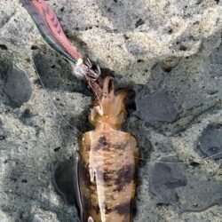キシングからのエギング