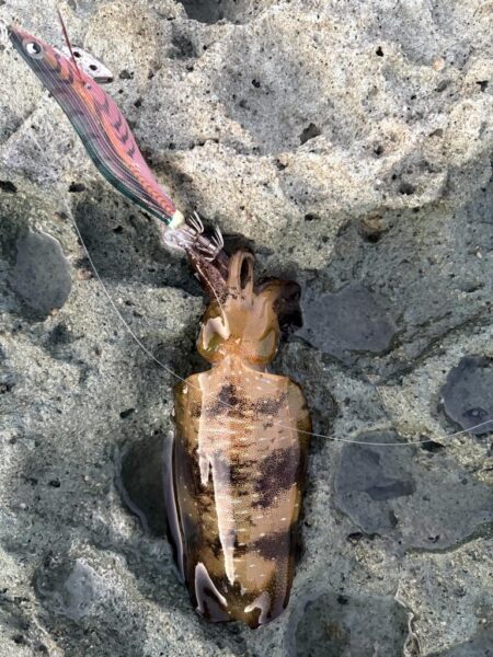 キシングからのエギング
