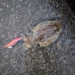 ポツポツ雨の中