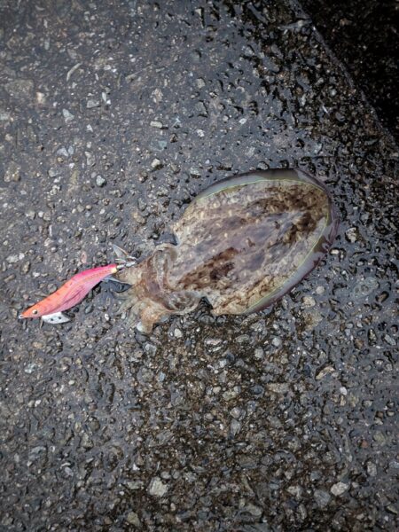 ポツポツ雨の中