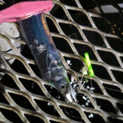 タチウオ入れ食い！