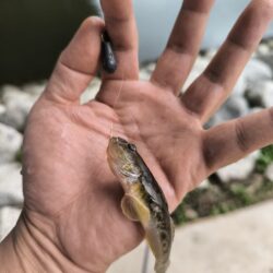 ハゼ釣りはアイゴに注意