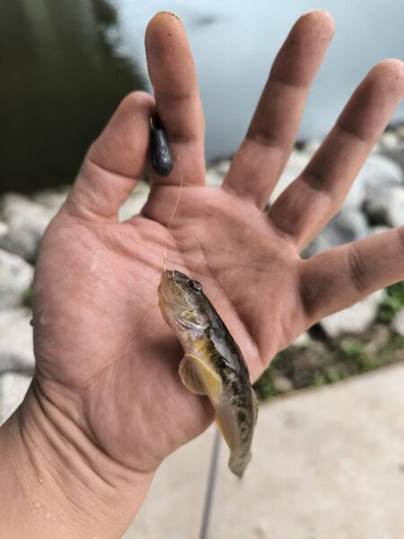 ハゼ釣りはアイゴに注意
